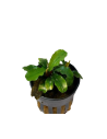 Bucephalandra Sintang  - 1