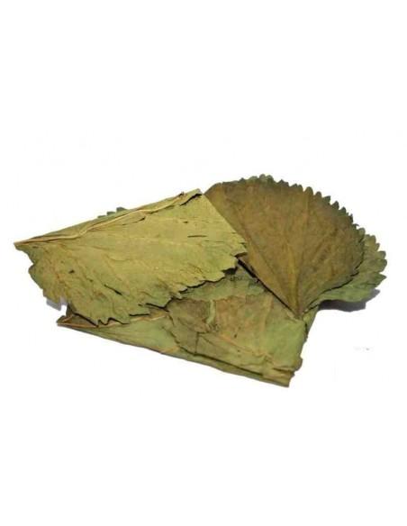 Feuilles de mûrier (x10) ceramicnature - 1
