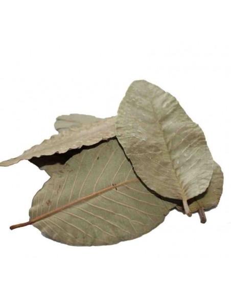 Feuilles de goyave (x15) ceramicnature - 1