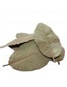 Guave bladeren (x15) ceramicnature - 1