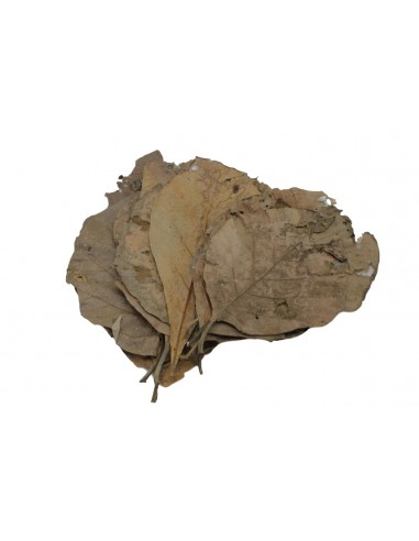 Teak bladeren (x10) ceramicnature - 1
