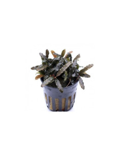 Bucephalandra Caterina  - 1