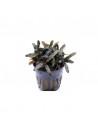 Bucephalandra Caterina  - 1