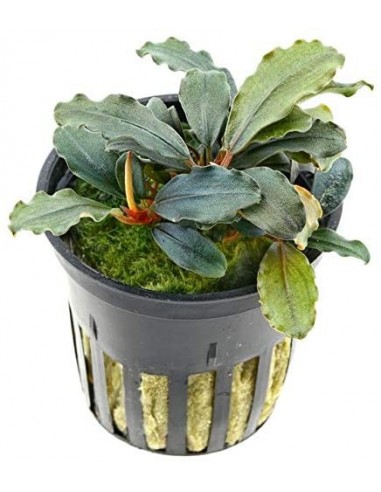 Bucephalandra Maia  - 1