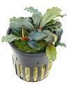 Bucephalandra Maia  - 1
