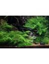 Vesicularia montagnei 'Christmas' 200 ml  - 1