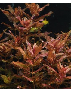 Rotala macrandra  - 3