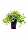 Hygrophila sp. 'Pantanal Wavy' - XL  - 1
