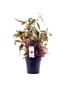 Alternanthera reineckii 'Rosaefolia' - XL  - 1