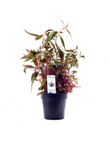Alternanthera reineckii 'Rosaefolia' - XL  - 1