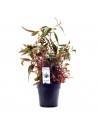 Alternanthera reineckii 'Rosaefolia' - XL  - 1