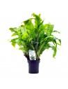 Microsorum pteropus 'Latifolia' - XL  - 1