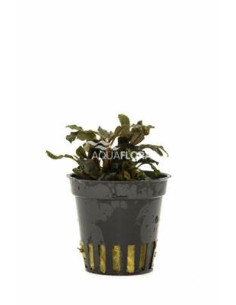 Bucephalandra 'Deep Purple'  - 1