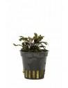 Bucephalandra 'Deep Purple'  - 1