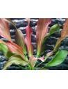 Echinodorus Hot Pepper  - 1