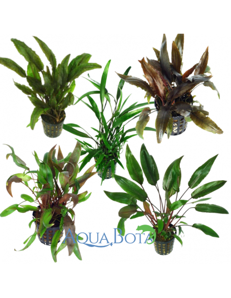 Lot de Cryptocoryne - Mix  - 1