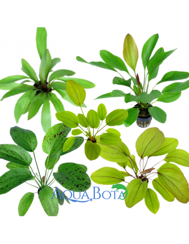 Set van Echinodorus - Mix  - 1