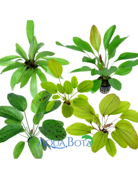 Lot de Echinodorus - Mix  - 1