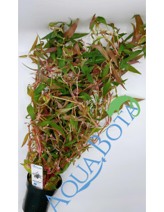 Alternanthera reineckii 'Rosaefolia' - XL  - 2