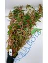 Alternanthera reineckii 'Rosaefolia' - XL  - 2