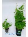 Hydrocotyle leucocephala XL  - 2