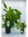 Hygrophila corymbosa 'Siamensis' - XL  - 2