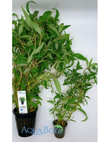 Hygrophila sp. 'Pantanal Wavy' - XL  - 2