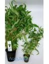 Hygrophila sp. 'Pantanal Wavy' - XL  - 2