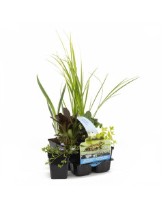 6x plantes de bassin purificatrices  - 1