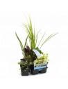 6x plantes de bassin purificatrices  - 1