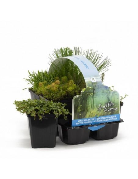 6x plantes de bassin oxygénantes  - 1
