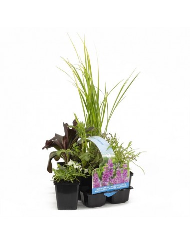 6x plantes de bassin parfumées  - 1