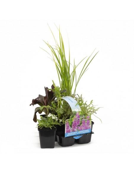 6x geurende vijverplanten  - 1