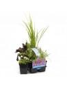 6x geurende vijverplanten  - 1