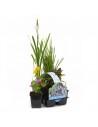 6x plantes de bassin à fleurs  - 1