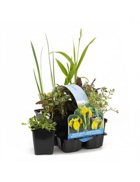 6x plantes de bassin indigènes  - 1