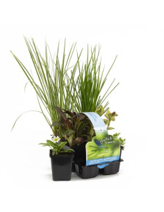 6x insectenvriendelijke vijverplanten  - 1