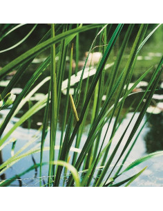 Acorus calamus  - 1