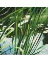 Acorus calamus  - 1