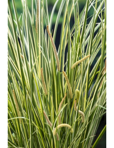 Acorus calamus Gramineus  - 1