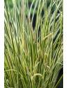 Acorus calamus Gramineus  - 1