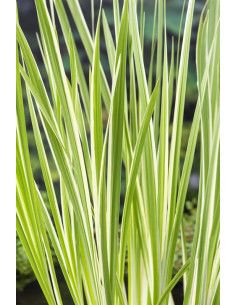 Acorus calamus Variegata  - 1
