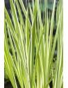 Acorus calamus Variegata  - 1