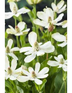 Anemopsis californica  - 1