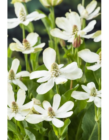 Anemopsis californica  - 1
