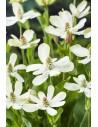 Anemopsis californica  - 1