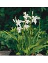 Bletilla striata Alba  - 1