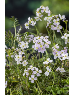 Cardamine pratensis  - 1