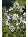 Cardamine pratensis  - 1