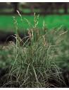 Carex muskingumensis  - 1